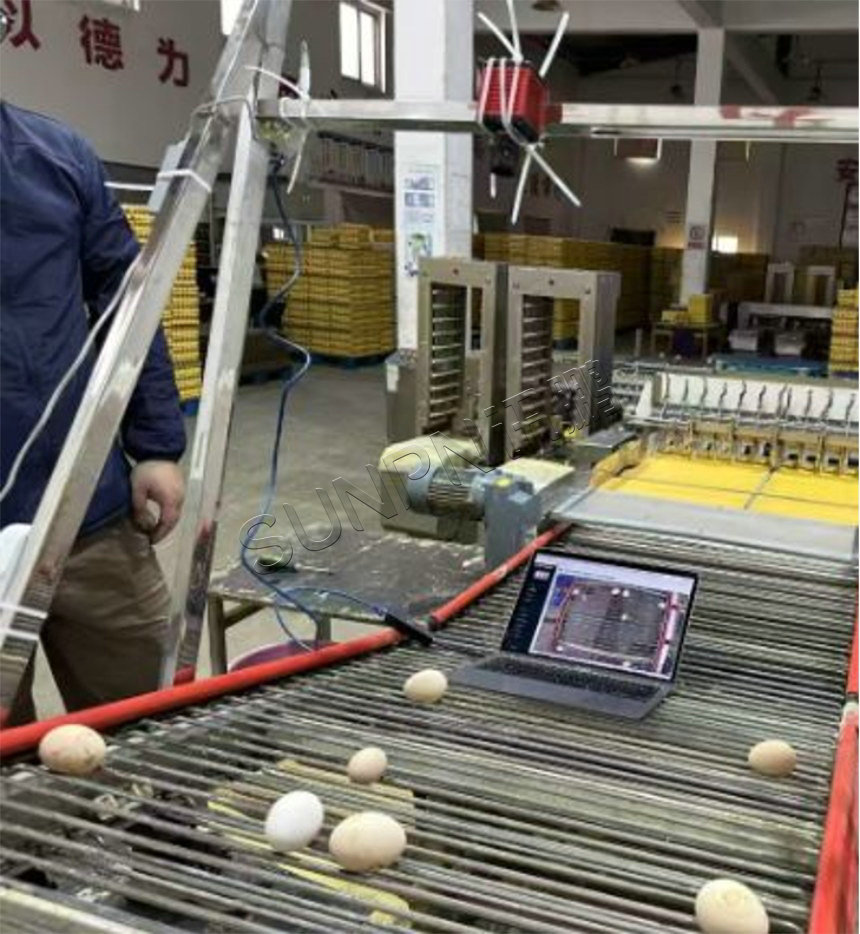 鸡蛋分拣应用场景